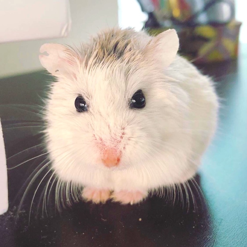 Meet your Posher, Yiyi